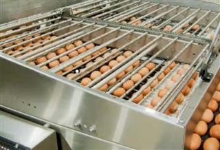 Precision Poultry: el ajuste fino en la planta de incubación