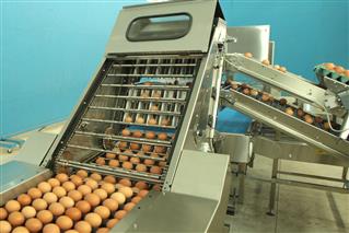 Embandejadora YHD para ovos férteis com classificadora por peso COF